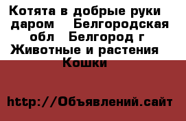 Котята в добрые руки - даром! - Белгородская обл., Белгород г. Животные и растения » Кошки   